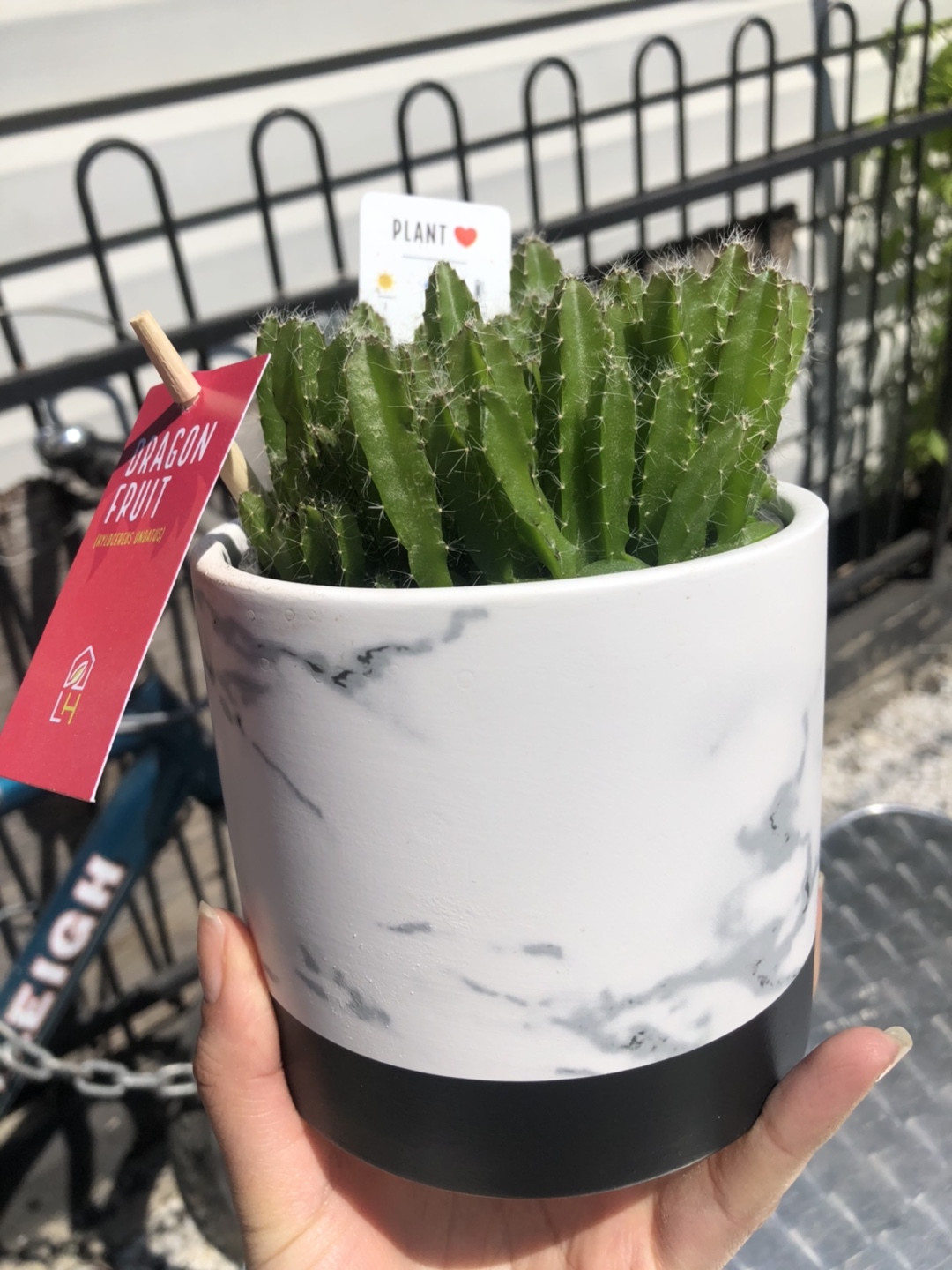 Dragon Fruit Plant thumbnail
