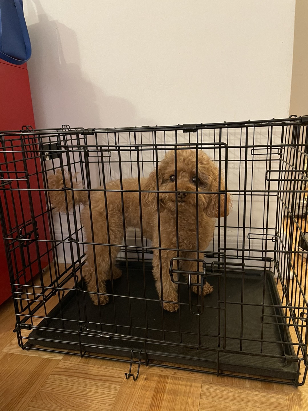 Midwest brand dog crate (foldable, and with removable divider)  - photo 3