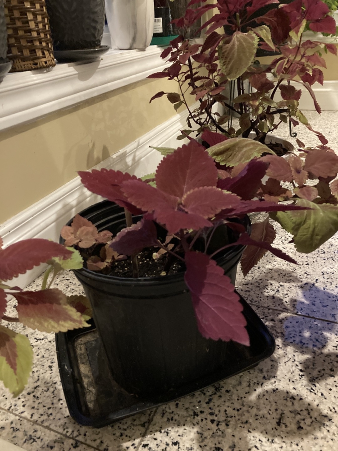 Solenostemon plant - photo 3