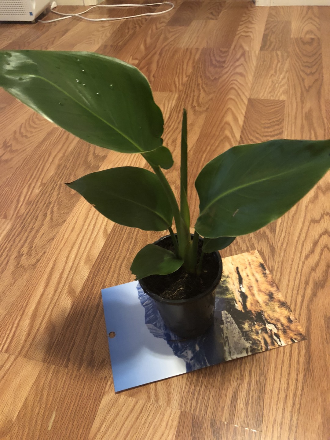 Selling BOP plants  - photo 5