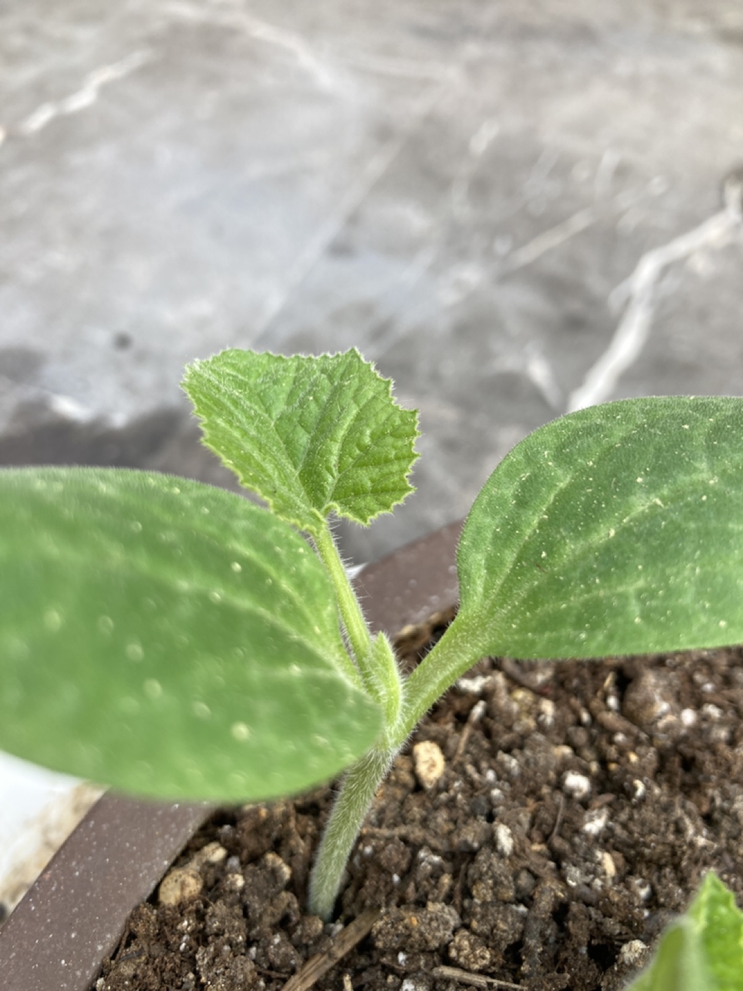 Pumpkin plant