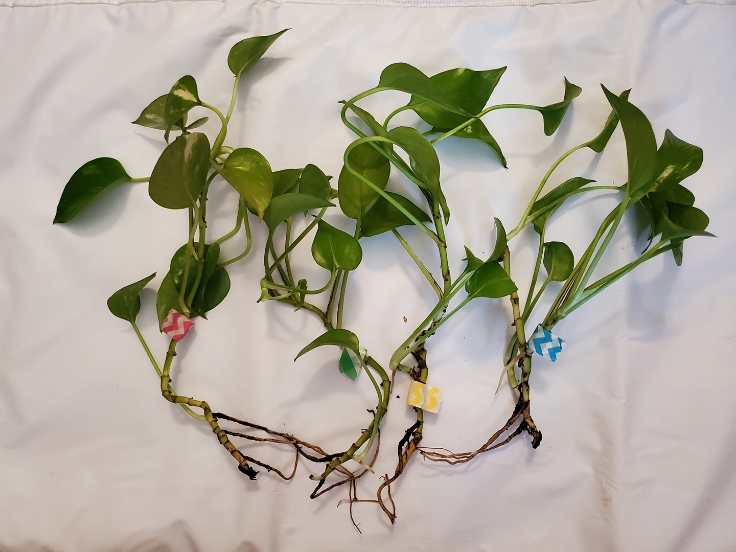 pothos cuttings w/roots