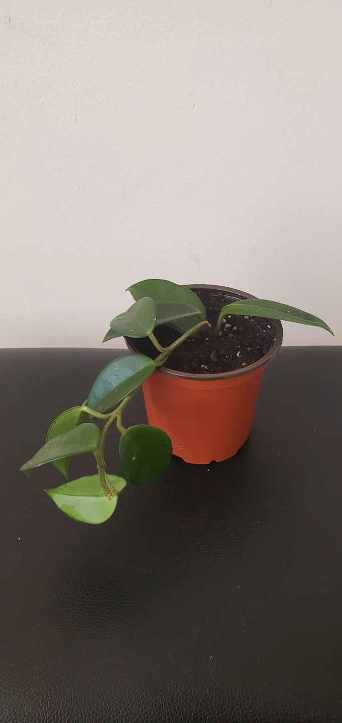 Hoya Carnosa thumbnail