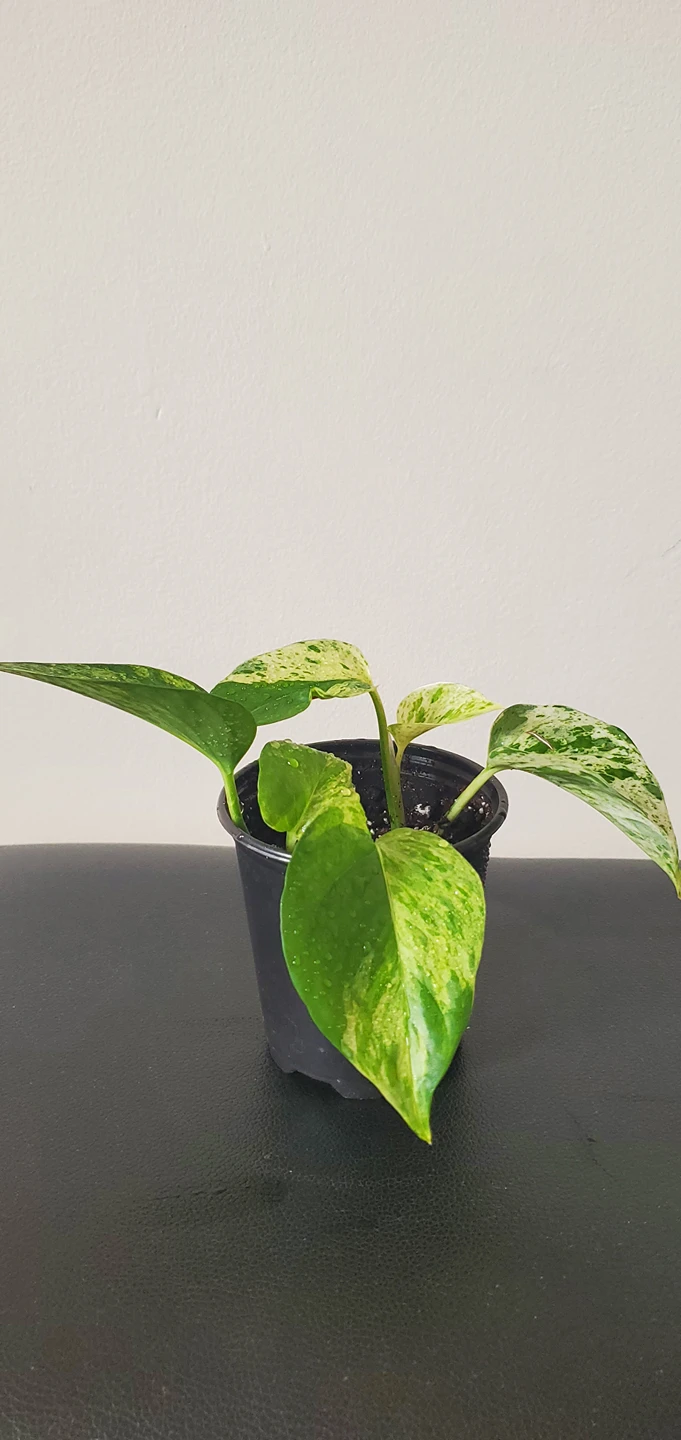 Marble Pothos thumbnail