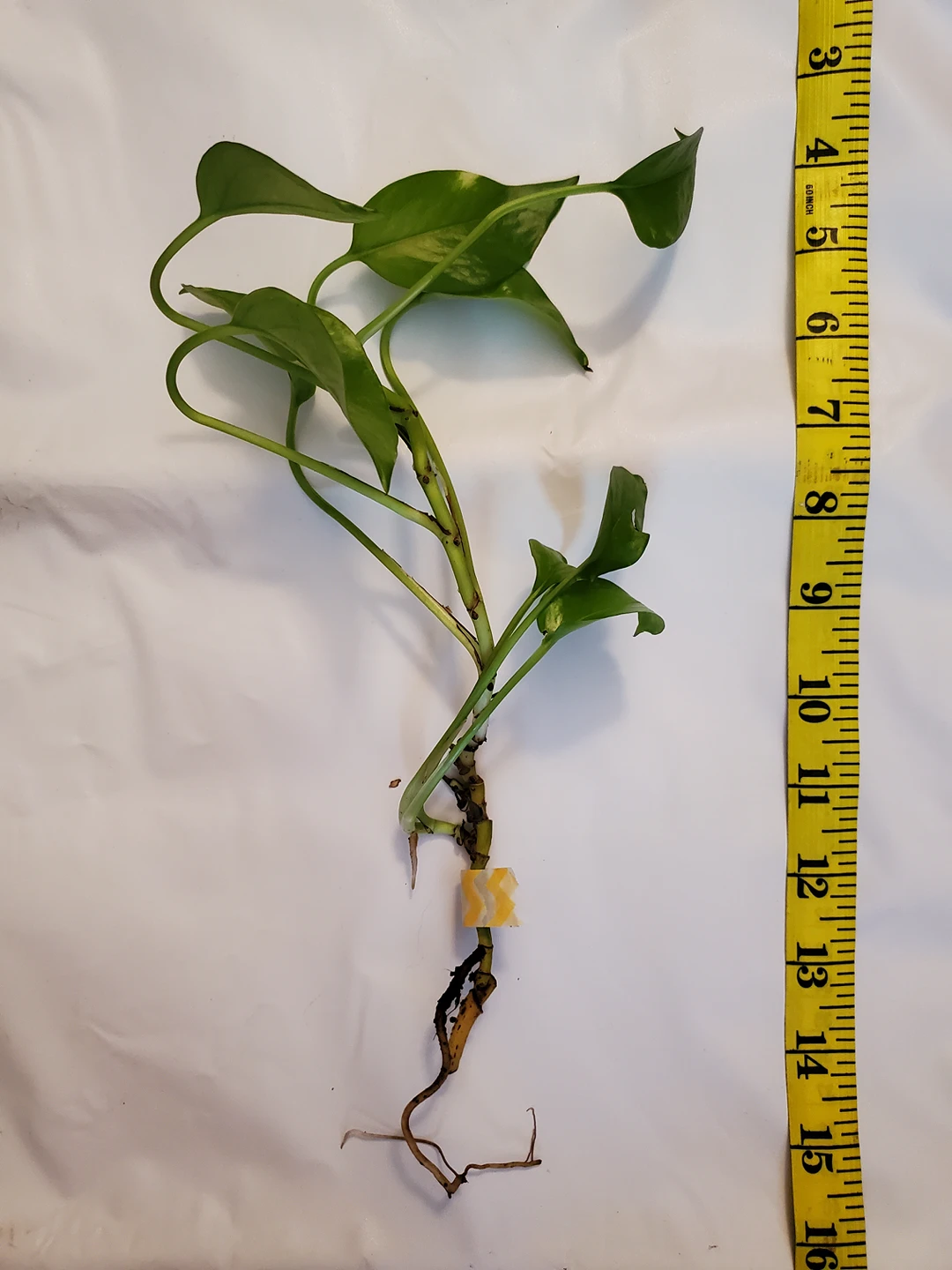 pothos cuttings w/roots - photo 2