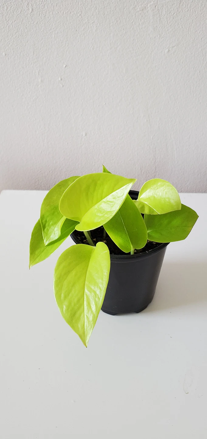 Neon Pothos thumbnail