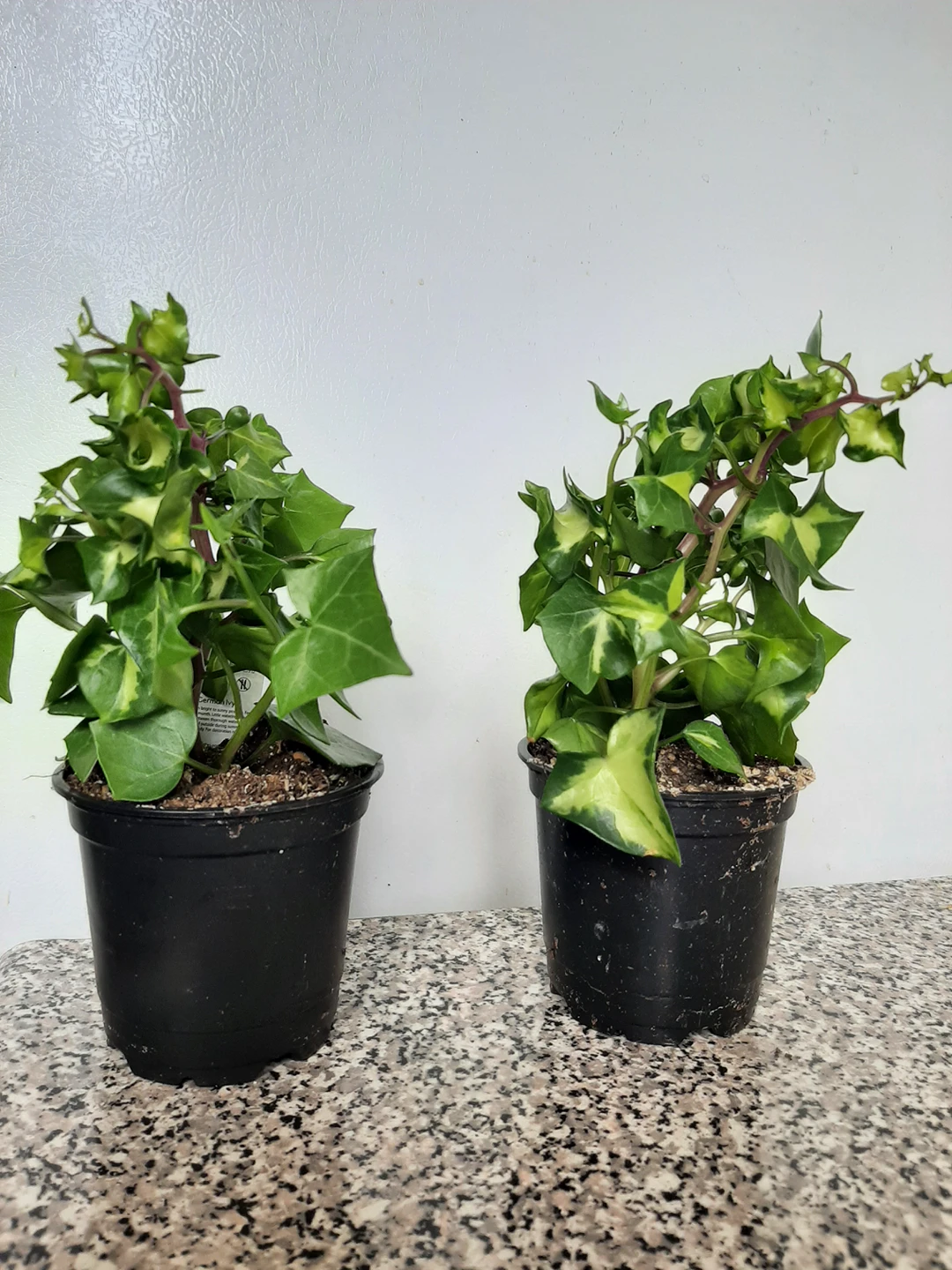Variegated Wax ivy plant in 4" nursery pot