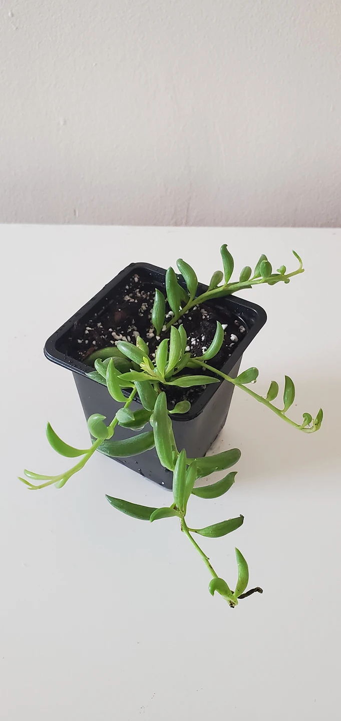 String of Banana thumbnail