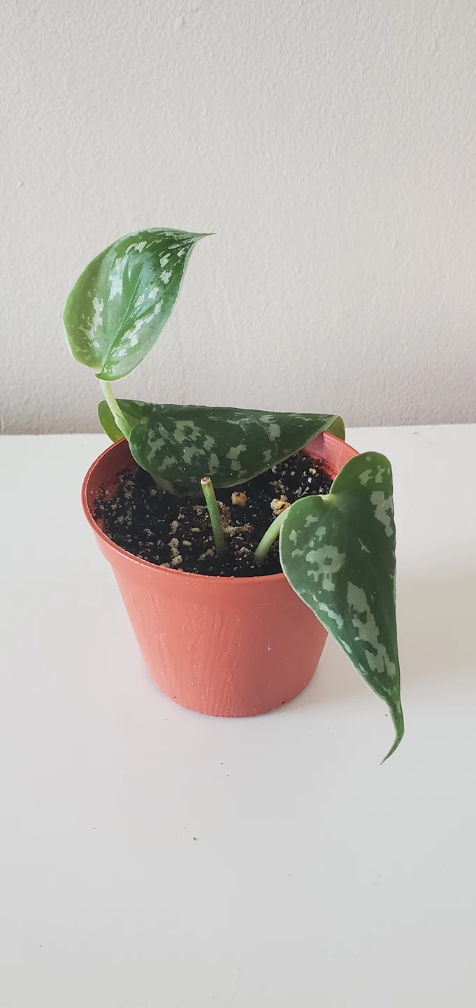 Silver Ann - Scindapsus thumbnail