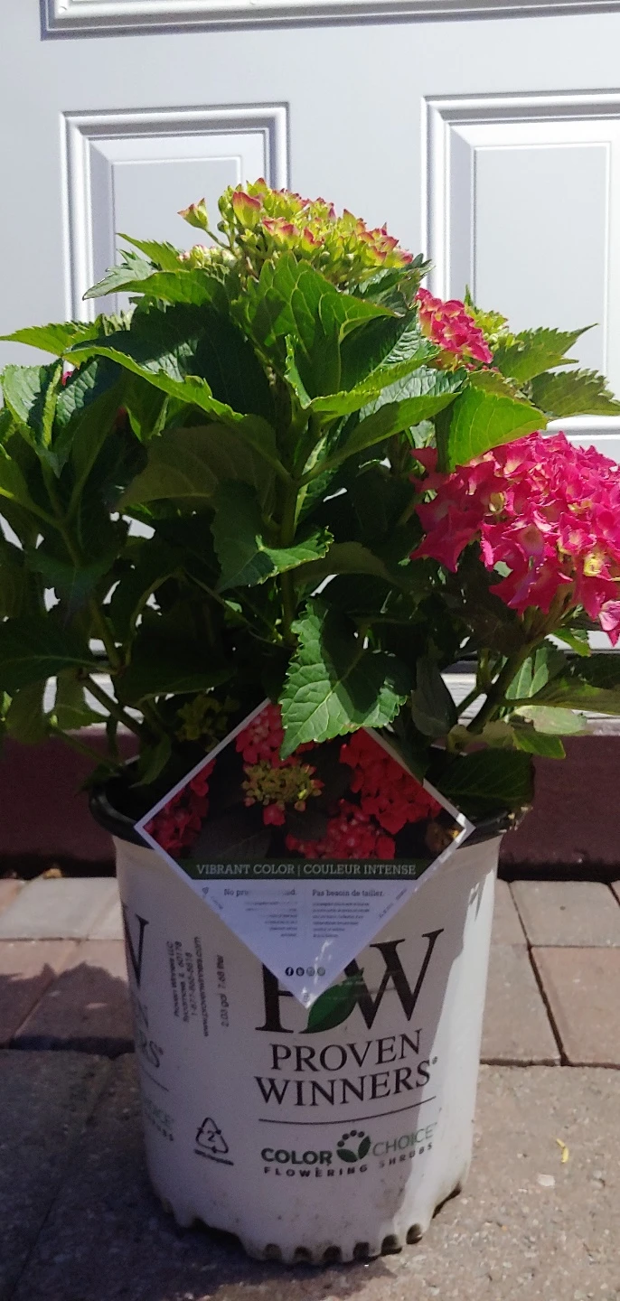 Hydrangea Outdoor Plant - photo 3