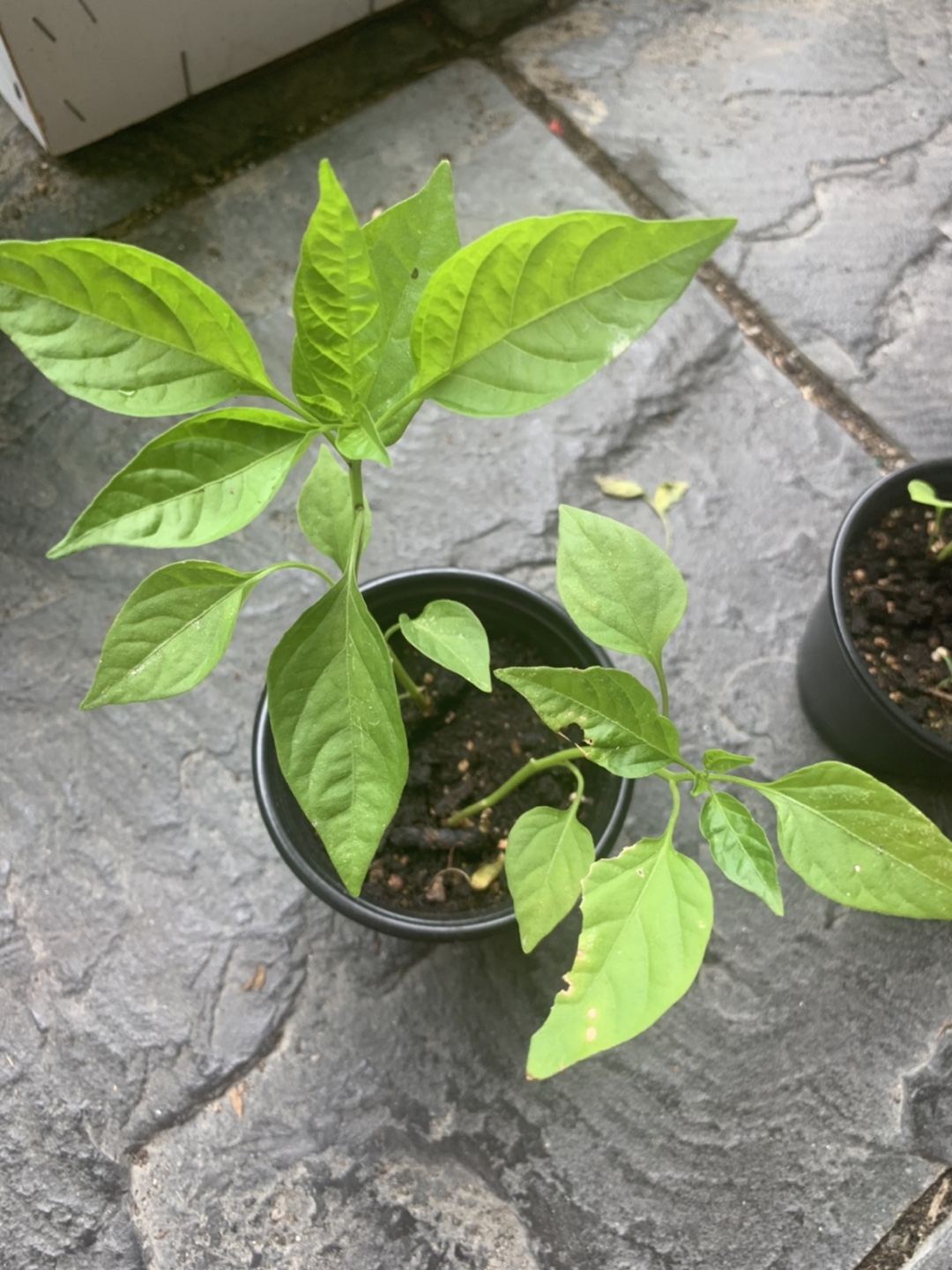 Green chillies/Thai/Indian peppers - photo 2