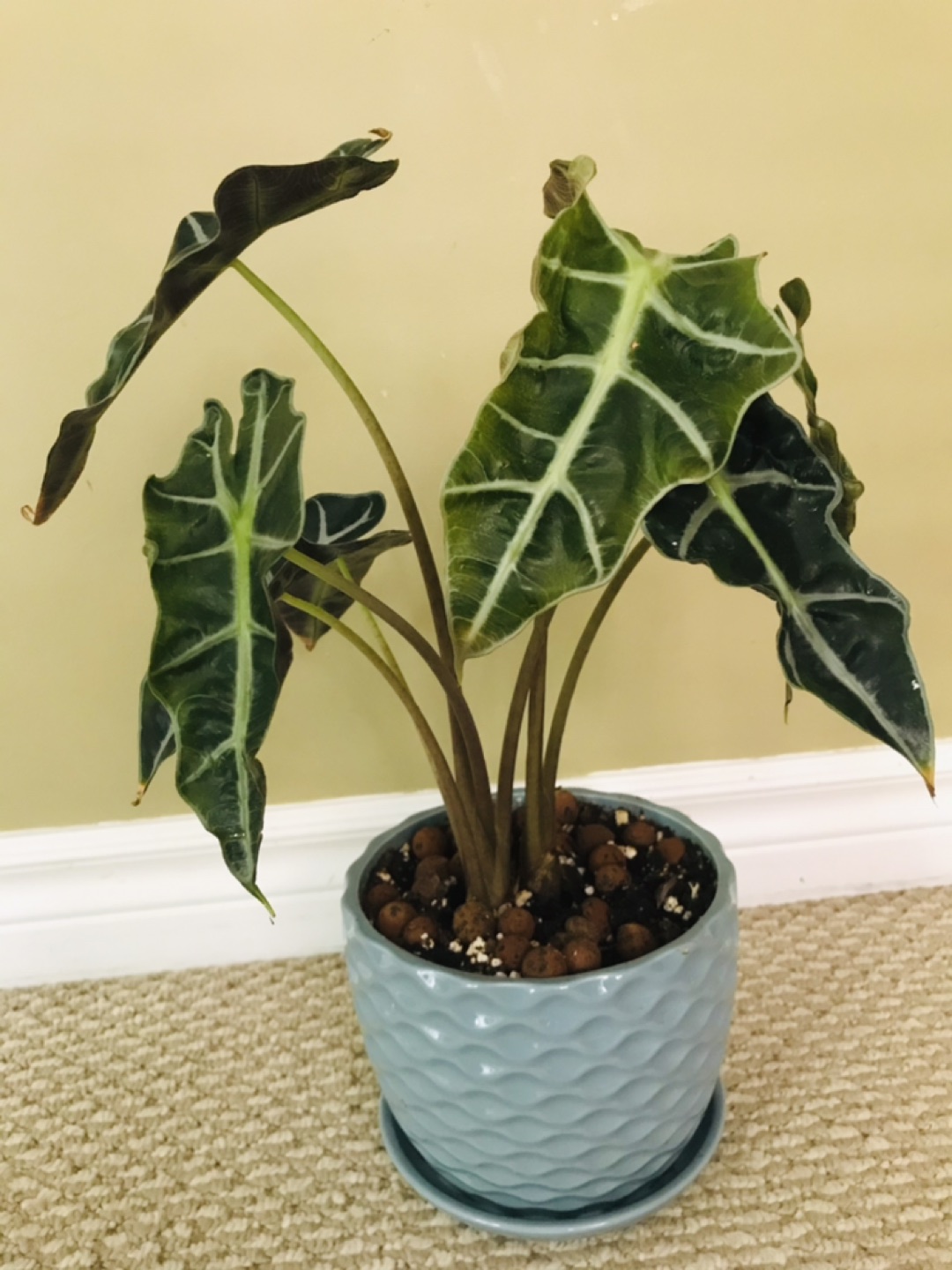 House plant  thumbnail