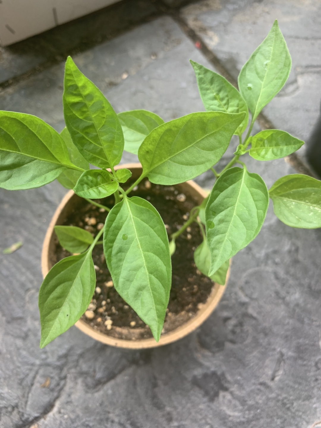 Green chillies/Thai/Indian peppers