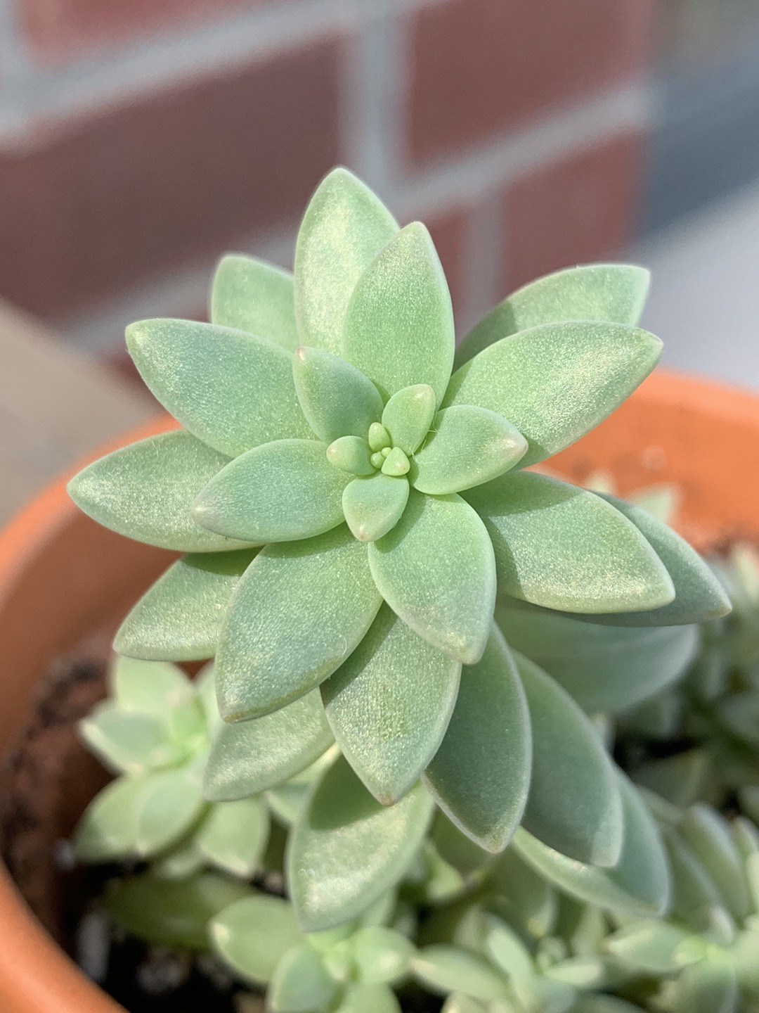 Graptosedum  thumbnail