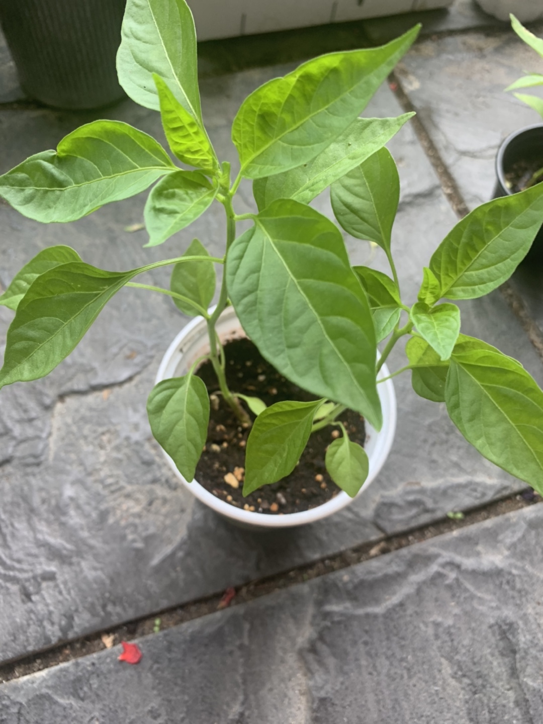 Green chillies/Thai/Indian peppers - photo 5