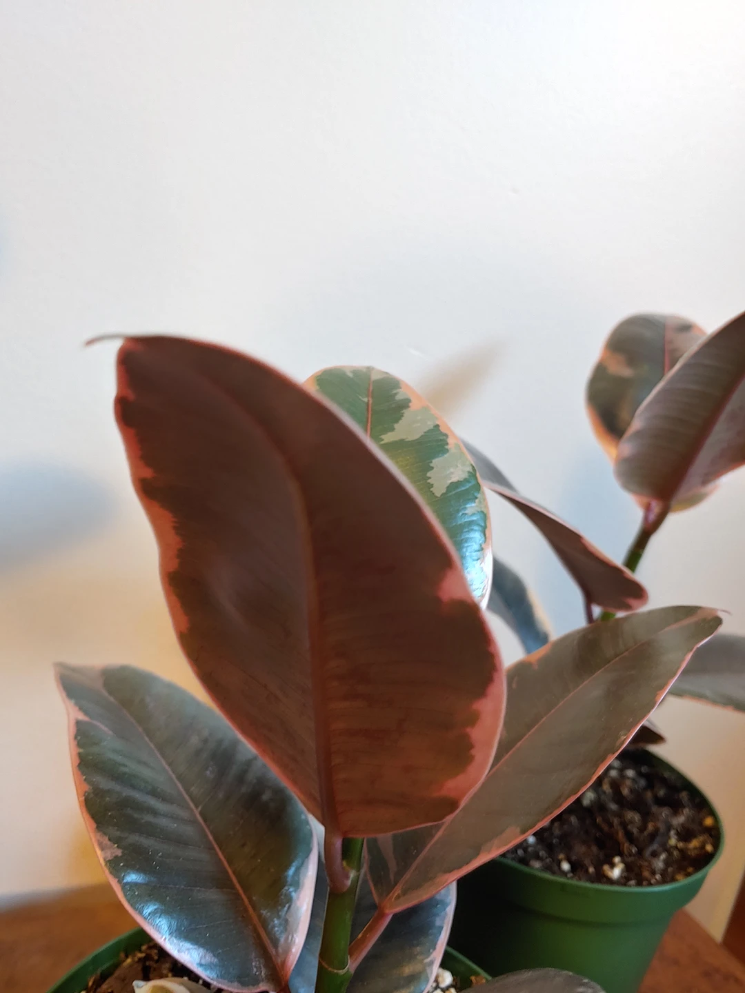 Ruby Red Rubber Plant - photo 4
