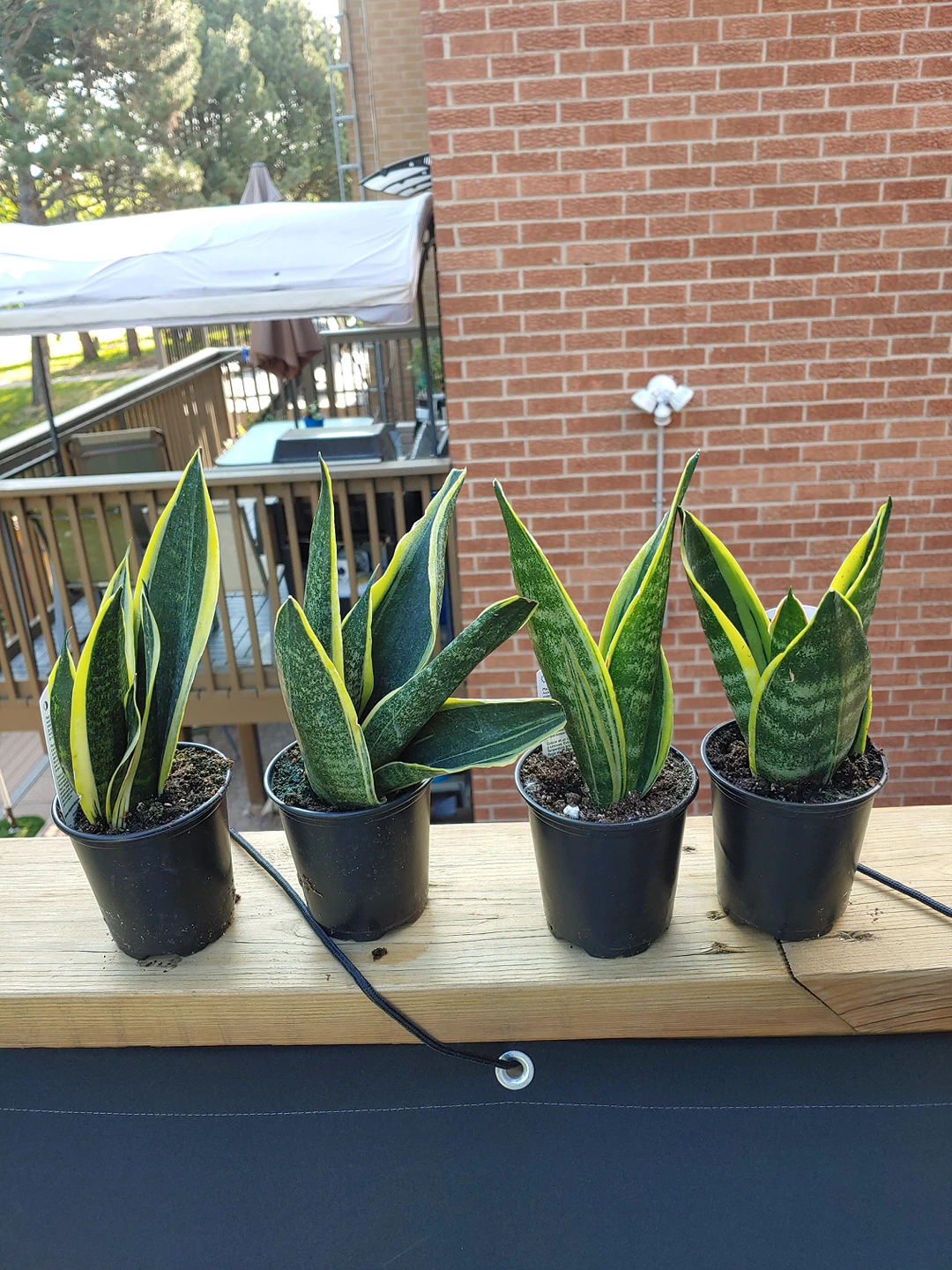 Snake Plant (Sansevieria) - photo 2