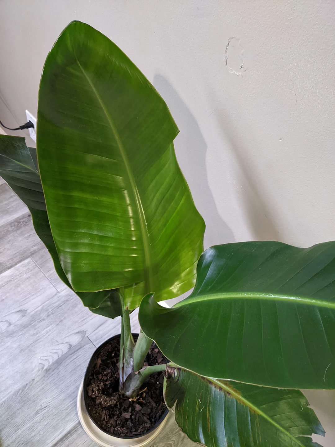 Bird of Paradise Plant - photo 2