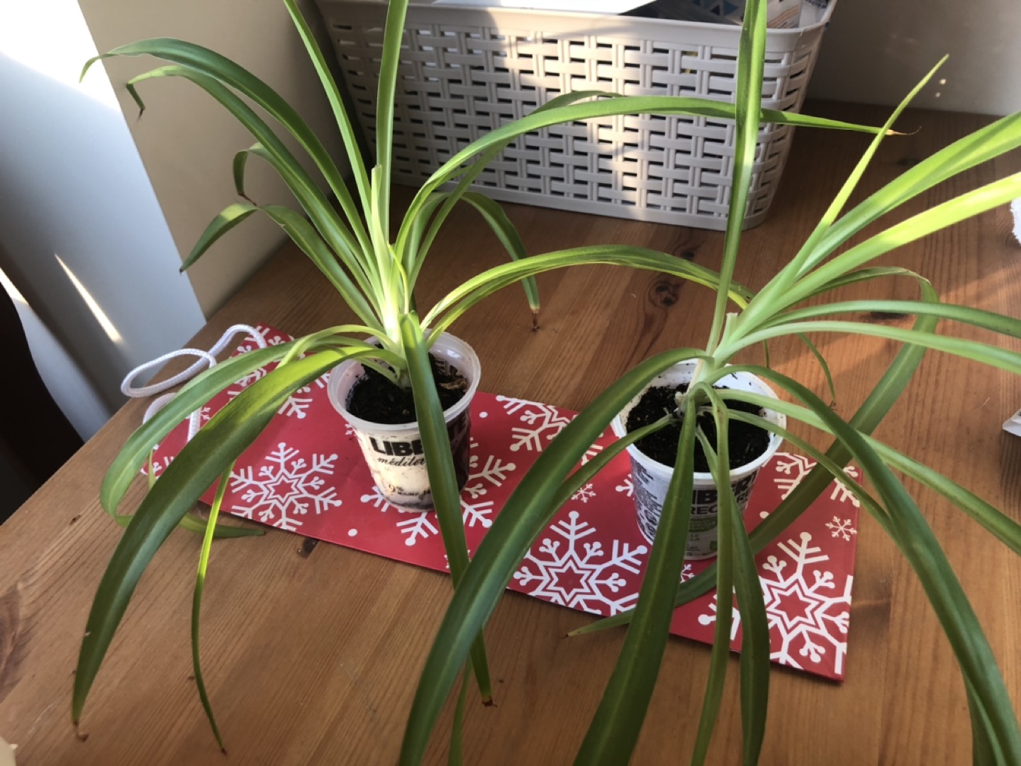 Spider Plant