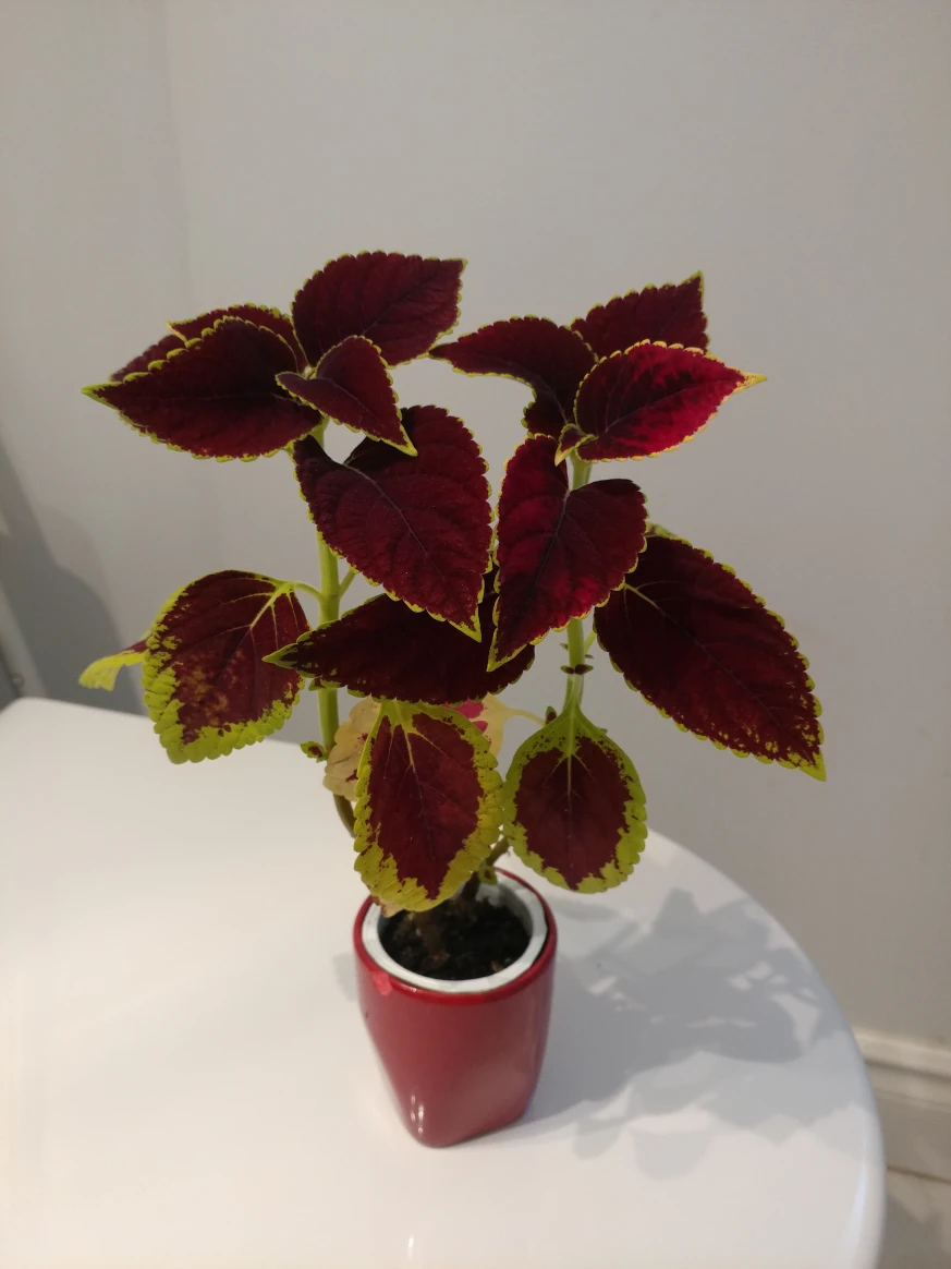 multiple healthy growing coleus plants image indicator(4)