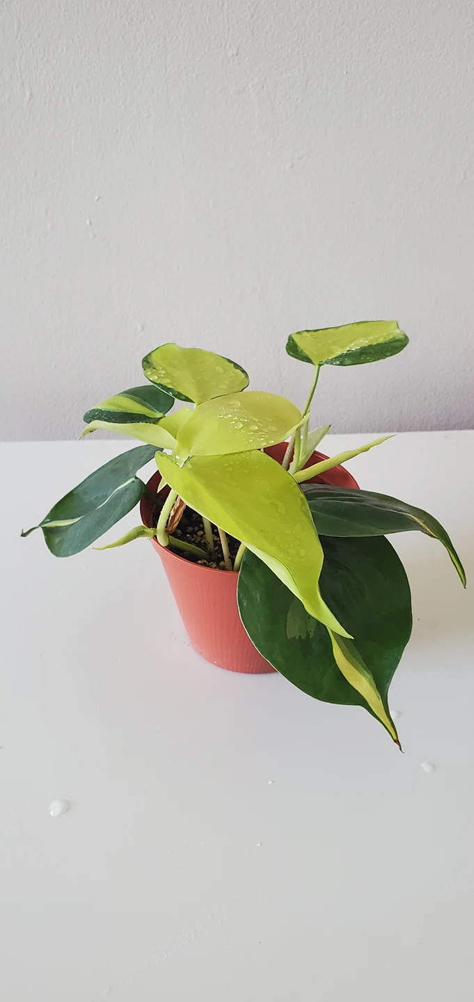 Philodendron brasil - Variegated thumbnail