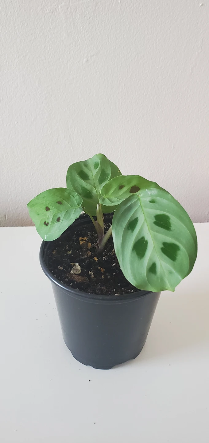 Prayer Plant - Maranta Leuconeura 'Kerchoveana' thumbnail