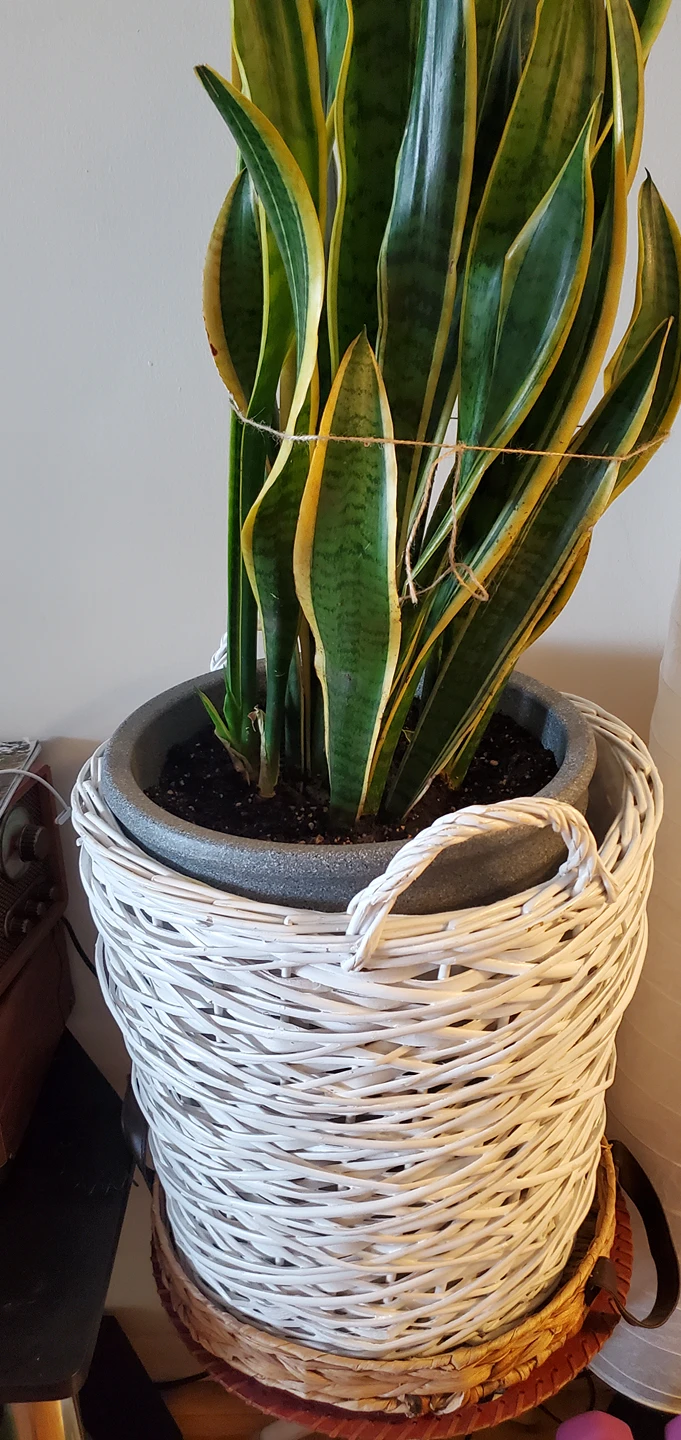 Wicker laundry or planter basket