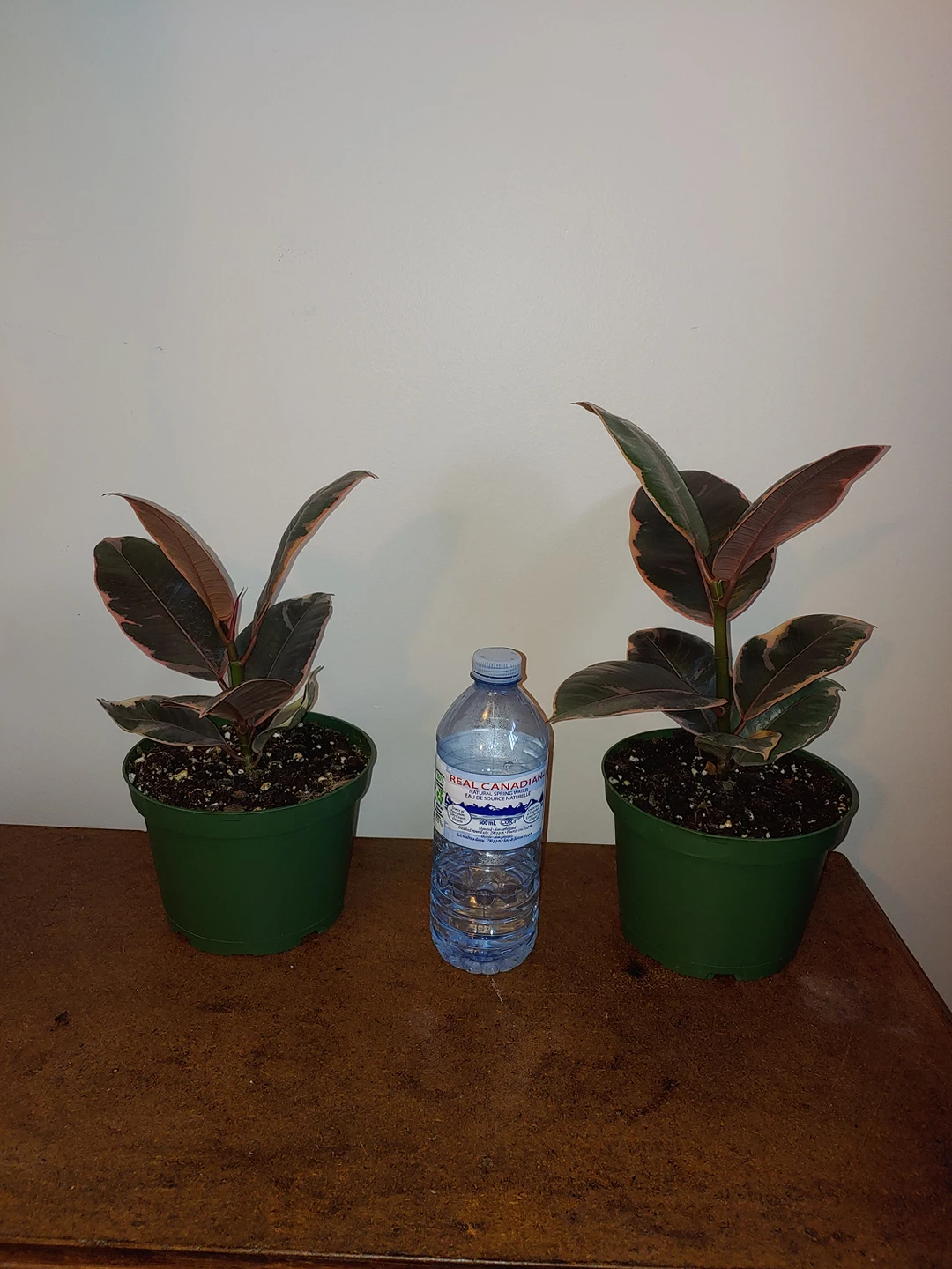 Ruby Red Rubber Plant - photo 2