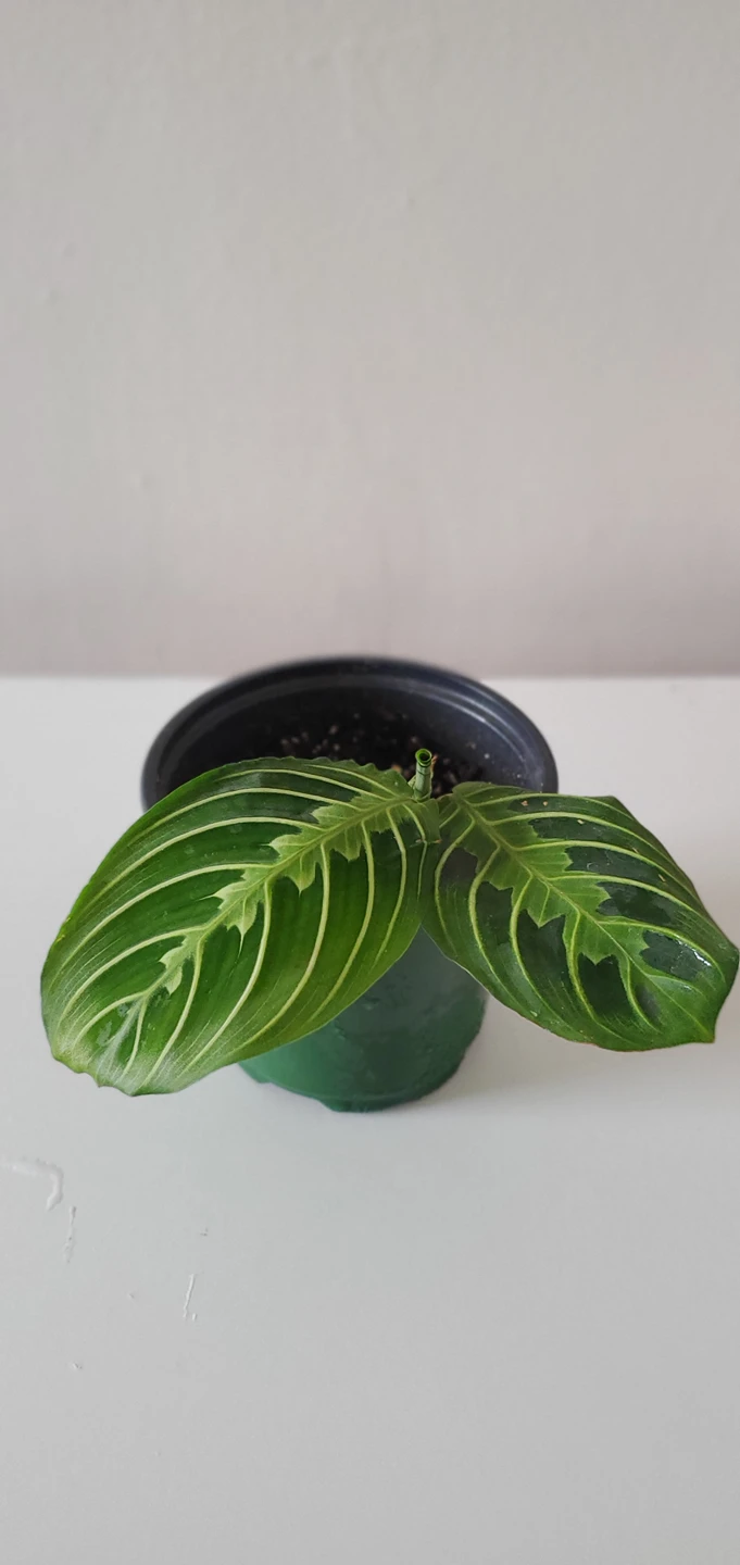 Prayer Plant - Lemon Lime thumbnail