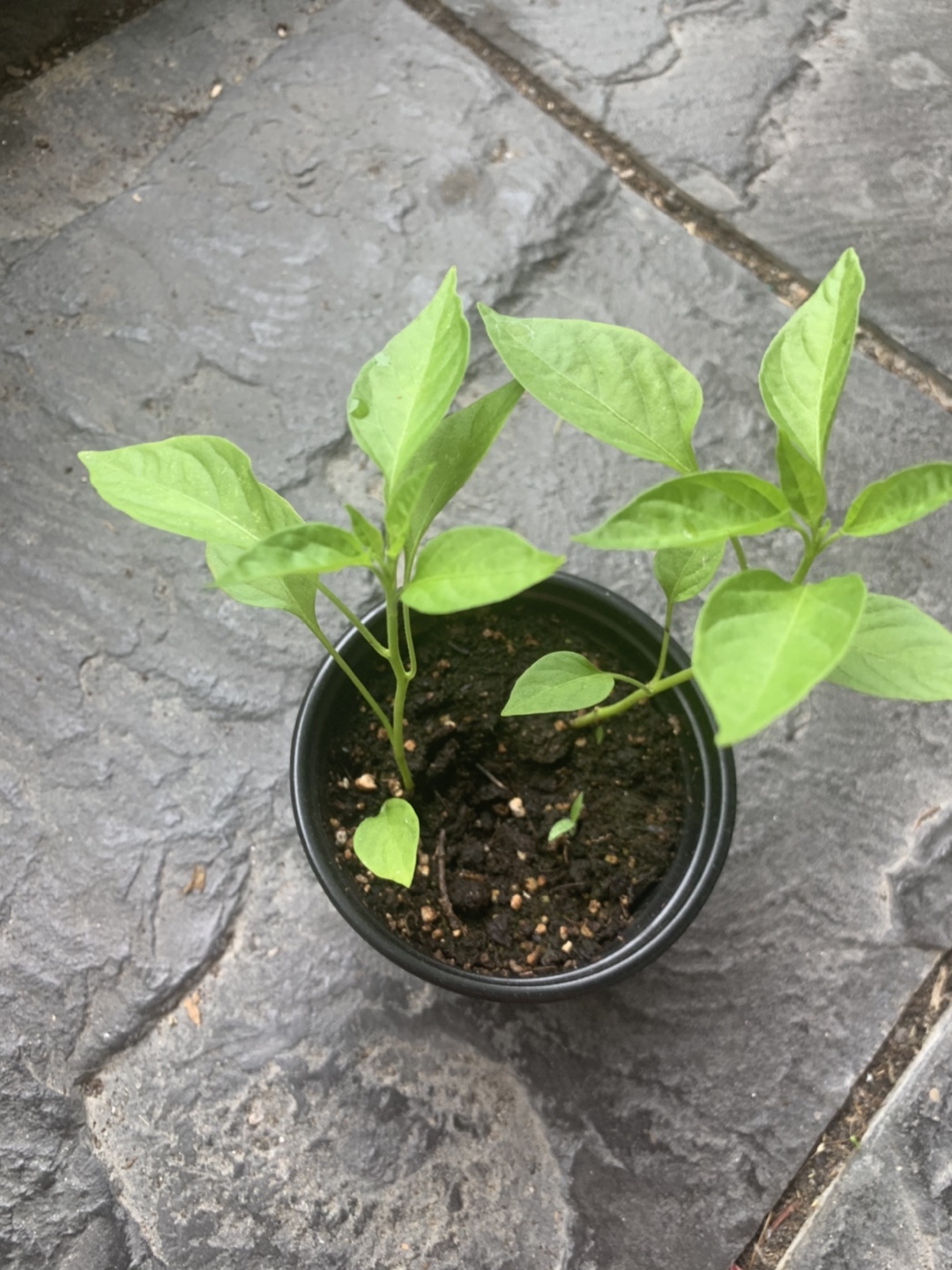 Green chillies/Thai/Indian peppers - photo 4