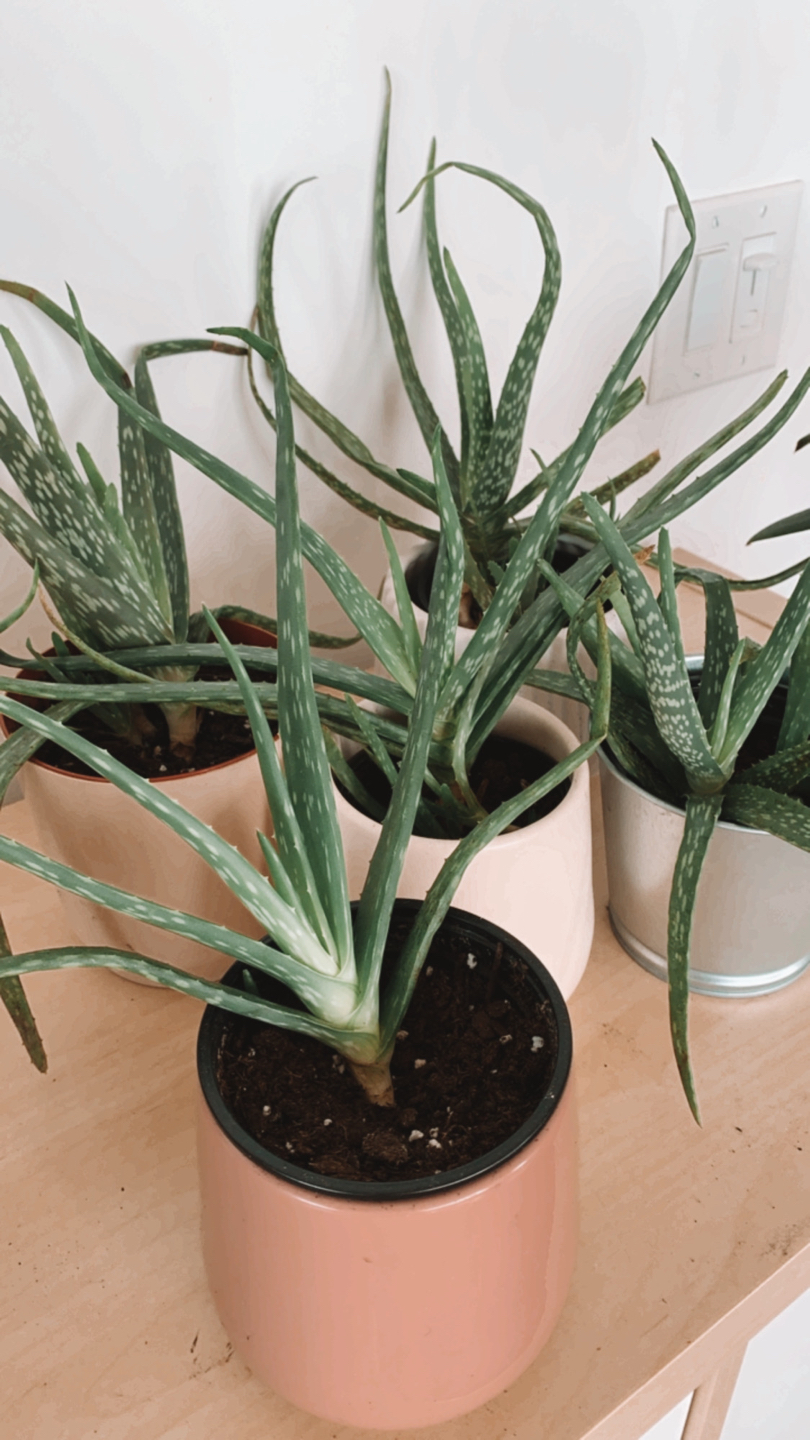 Aloes and lots babies!  thumbnail