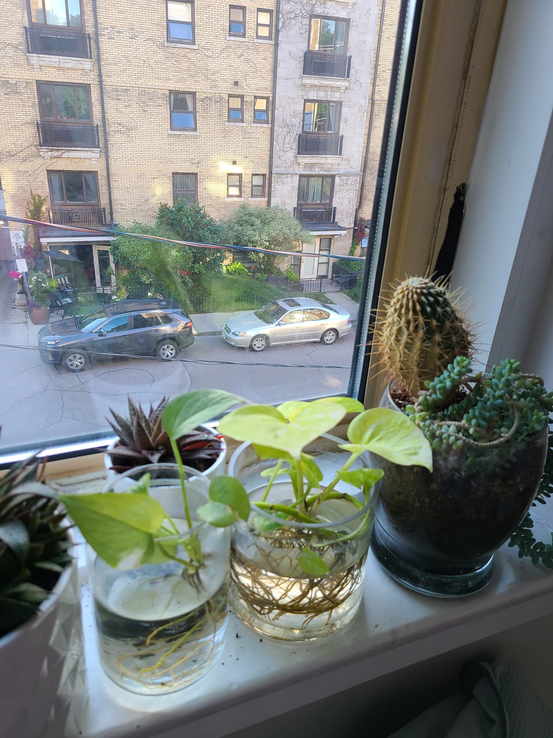 plants moving sale - photo 2