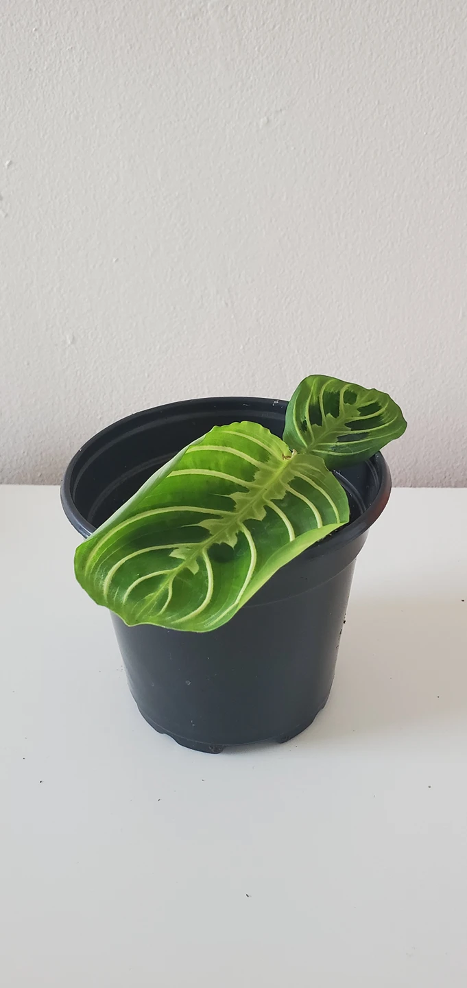 Prayer Plant - Lemon Lime thumbnail