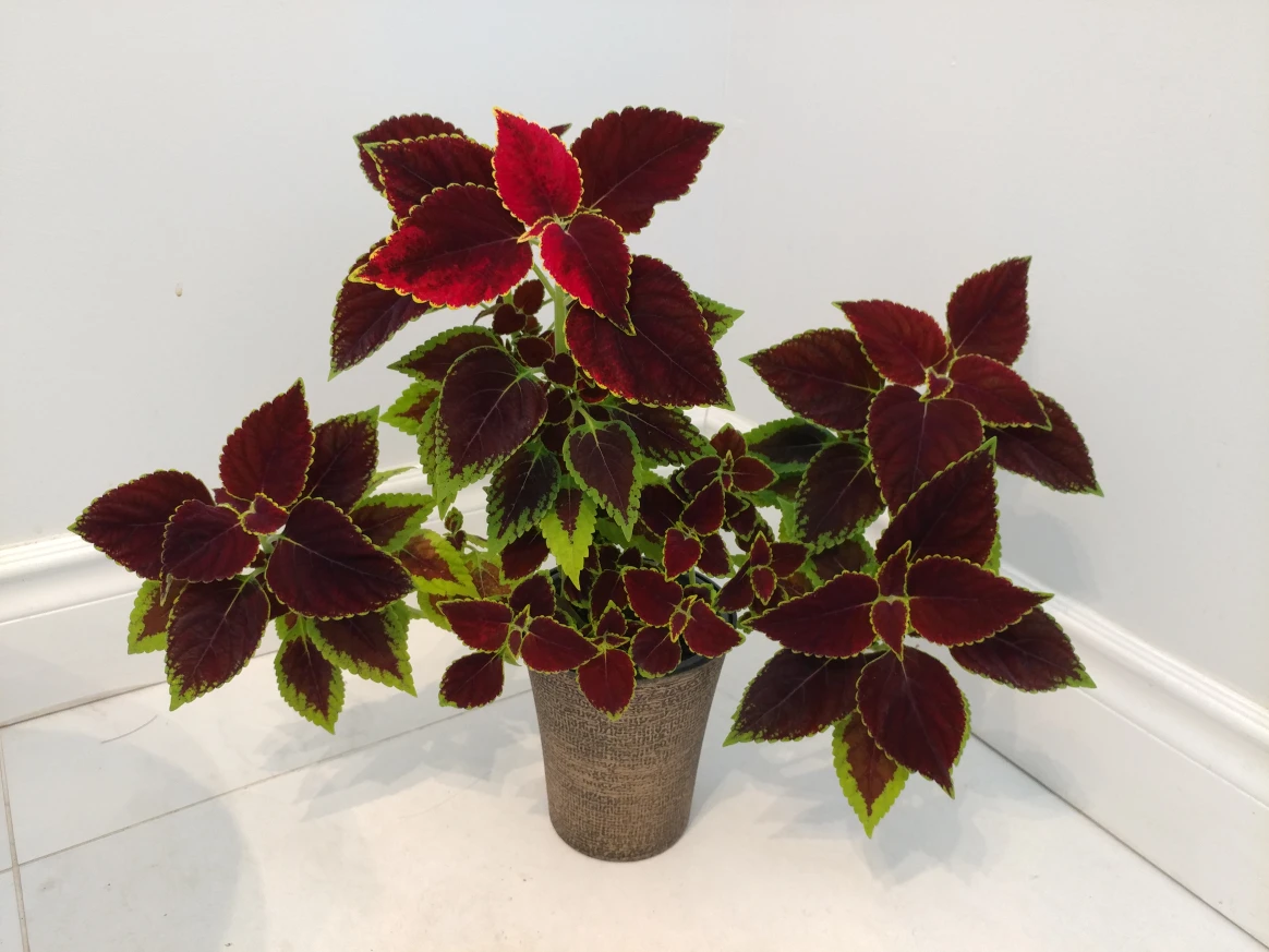 multiple healthy growing coleus plants image indicator(8)