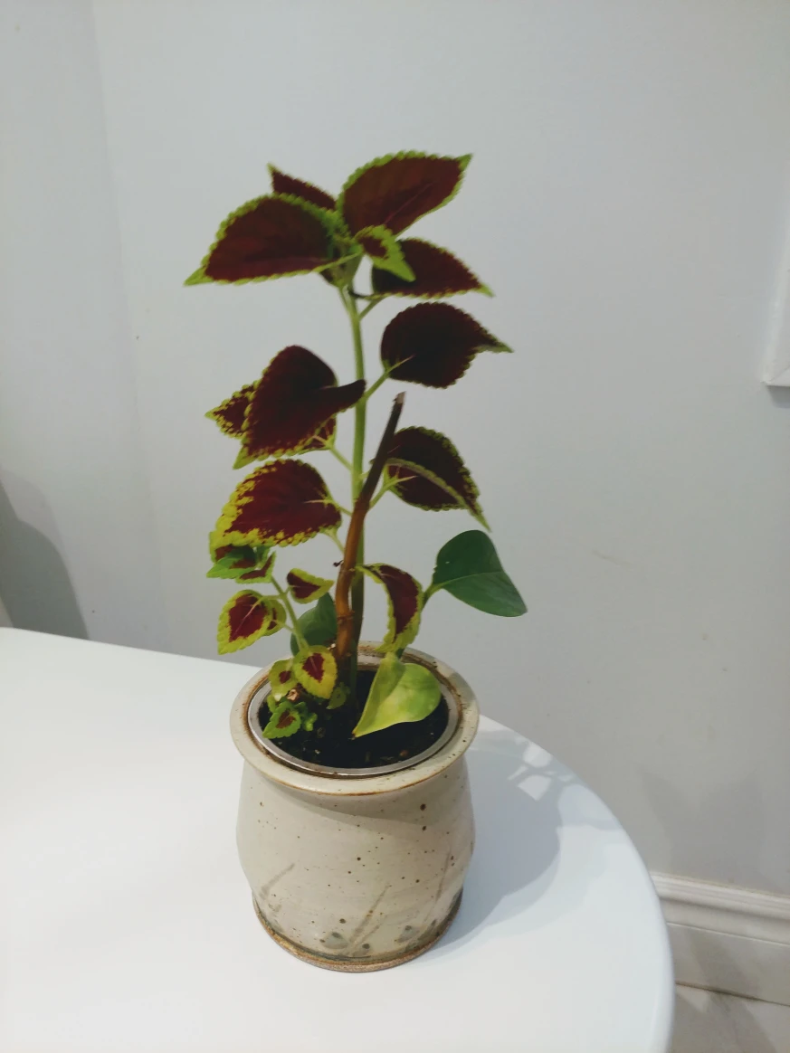 multiple healthy growing coleus plants image indicator(3)