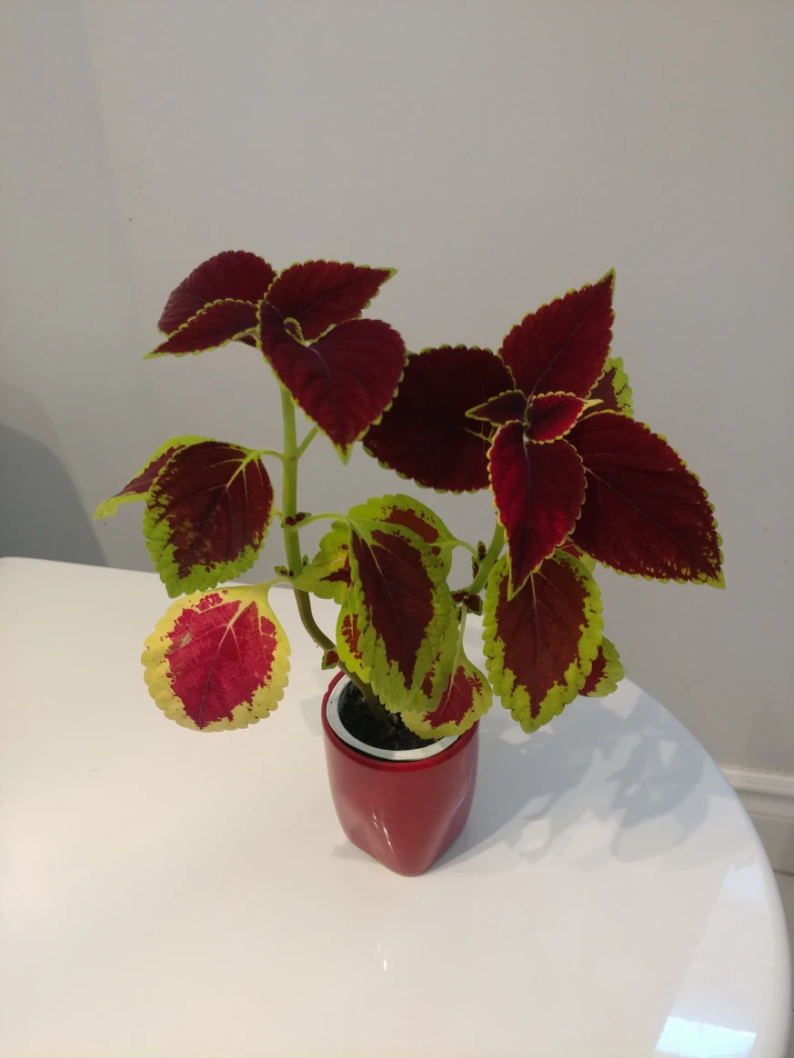 multiple healthy growing coleus plants image indicator(6)