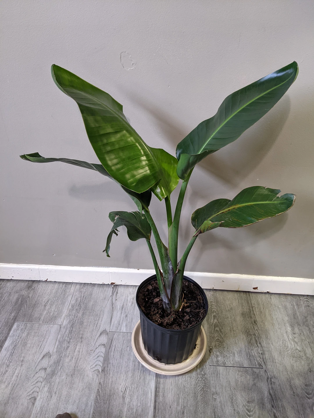 Bird of Paradise Plant