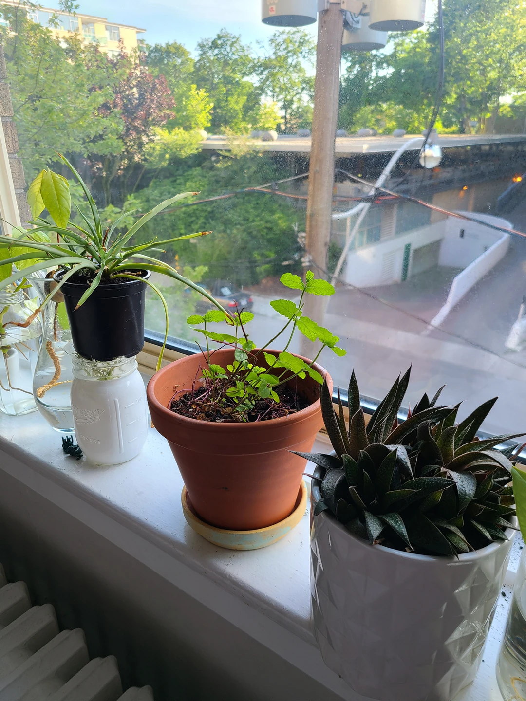 plants moving sale - photo 3