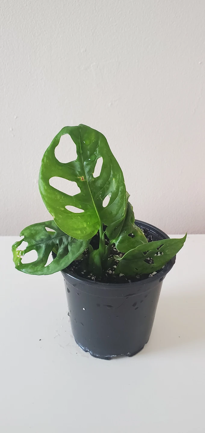 Monstera Andansonii thumbnail