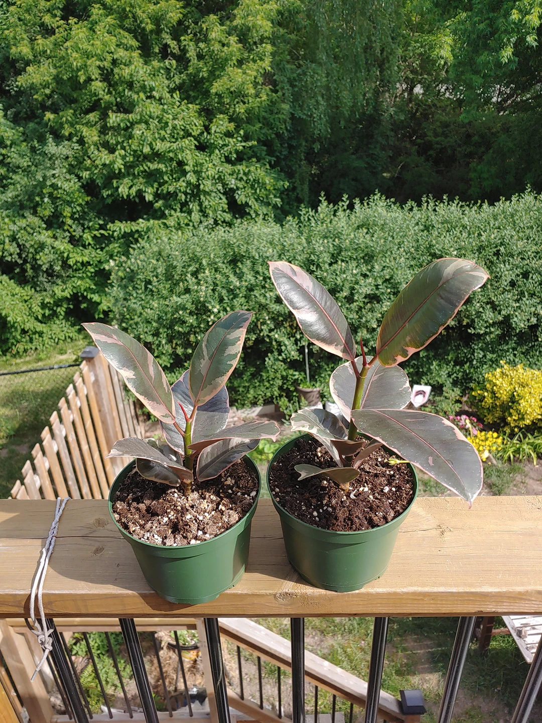 Ruby Red Rubber Plant