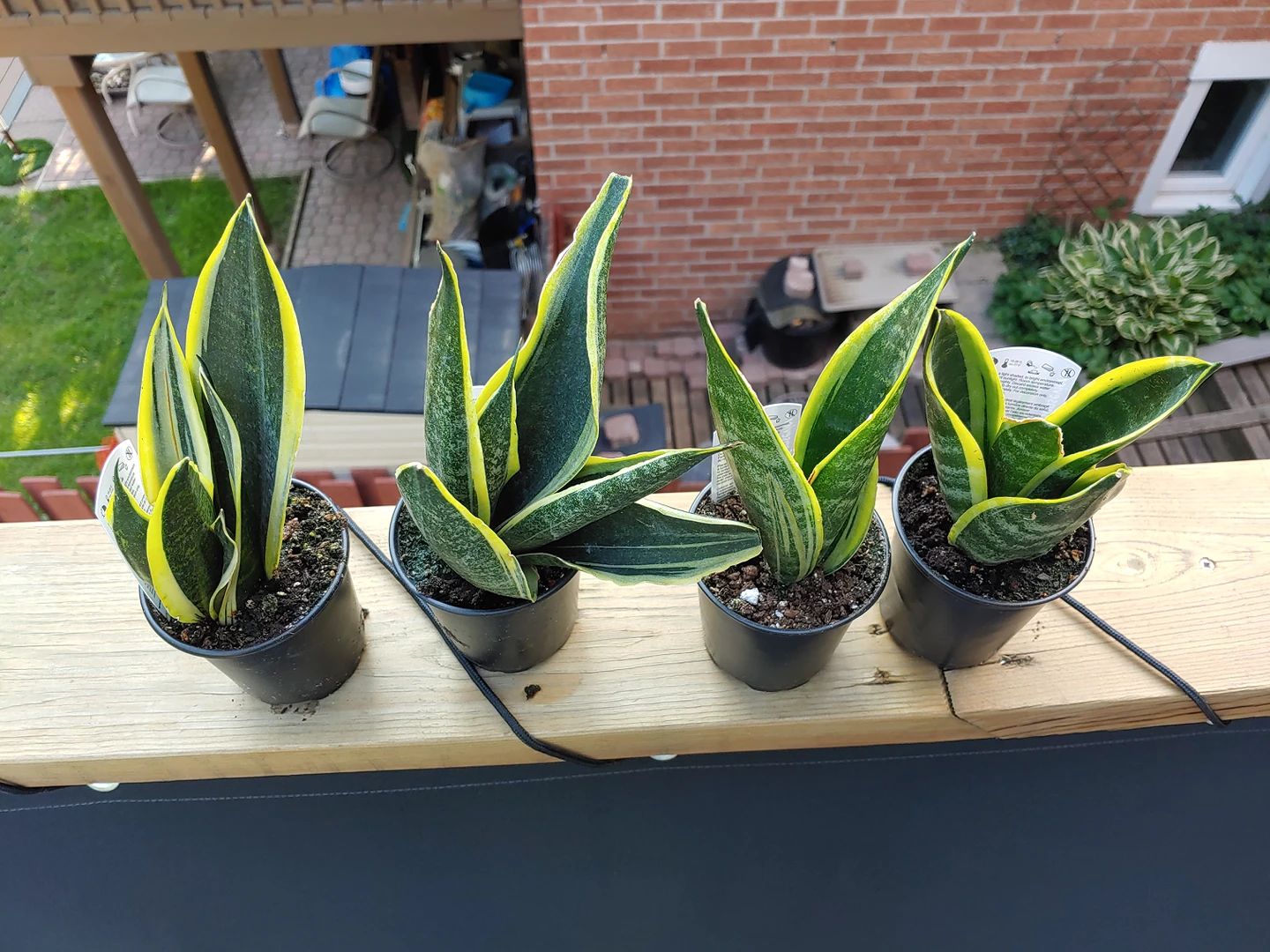 Snake Plant (Sansevieria)