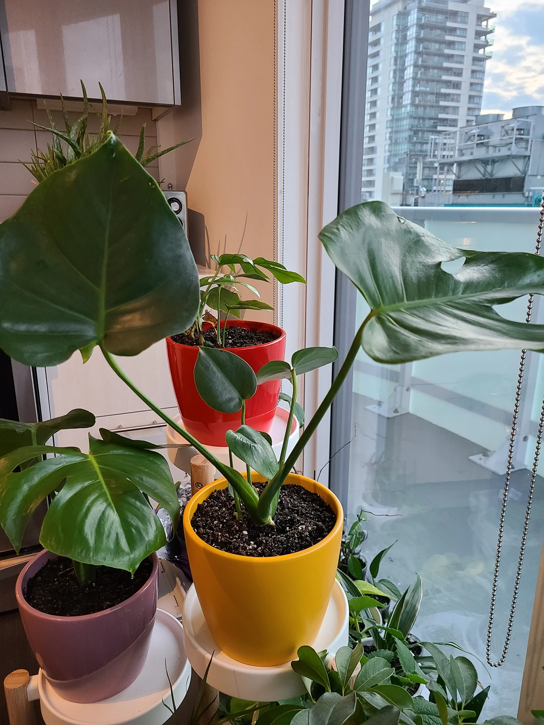 Monstera House Plant in yellow pot thumbnail