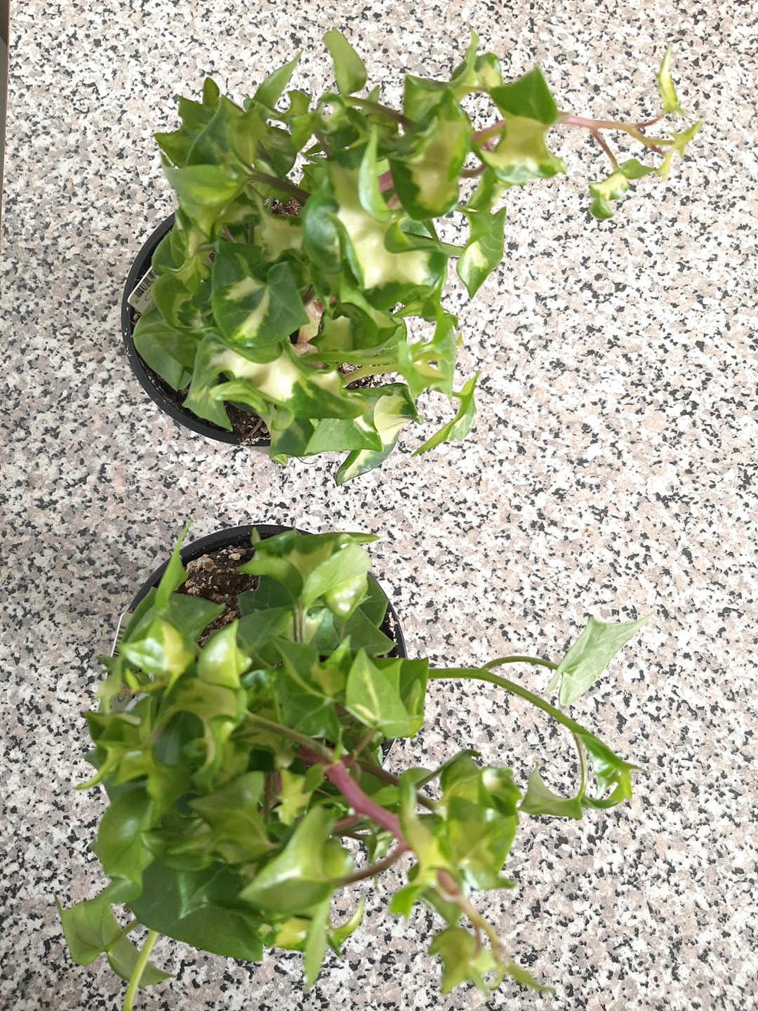 Variegated Wax ivy plant in 4" nursery pot - photo 2