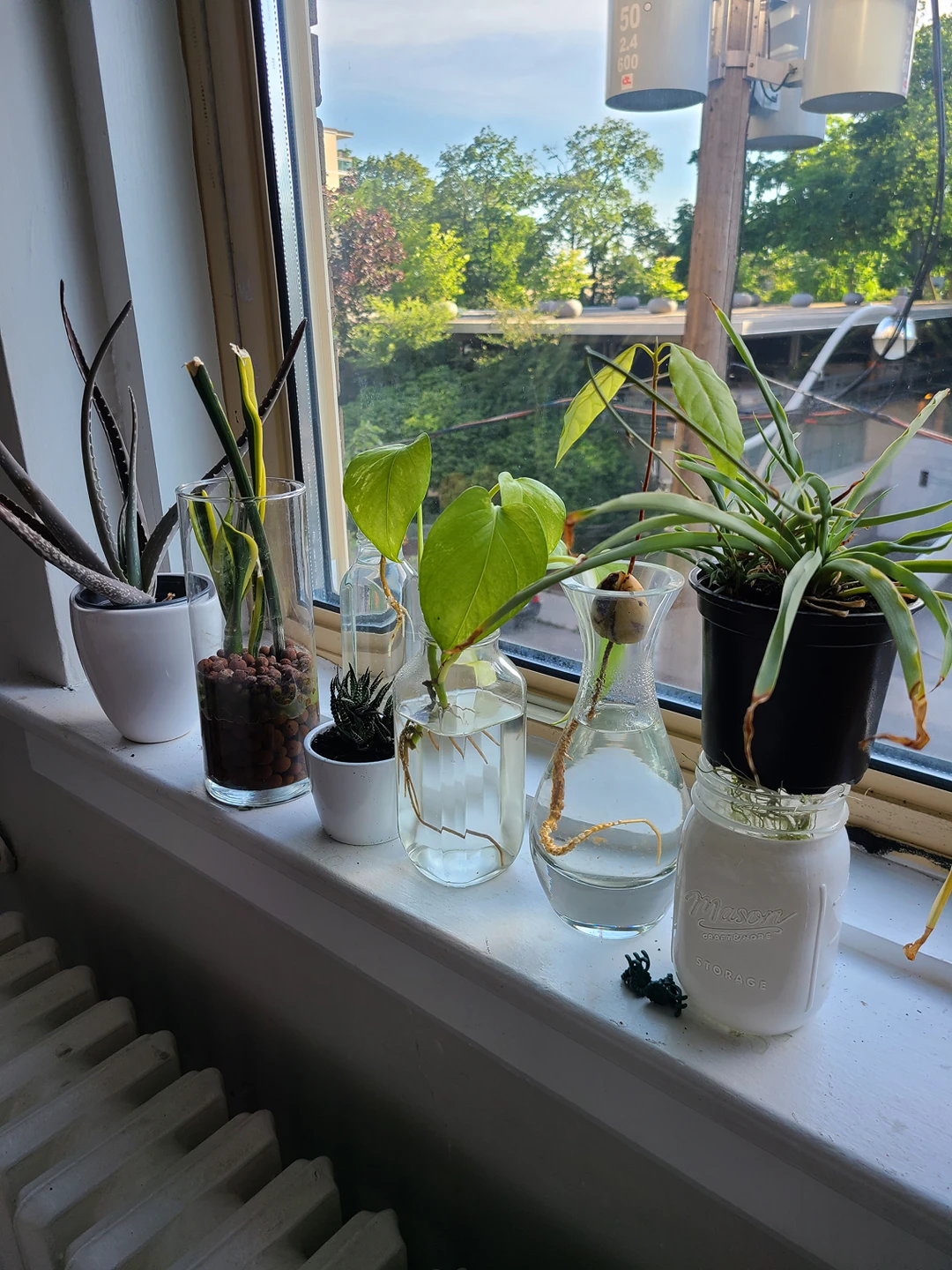 plants moving sale - photo 4