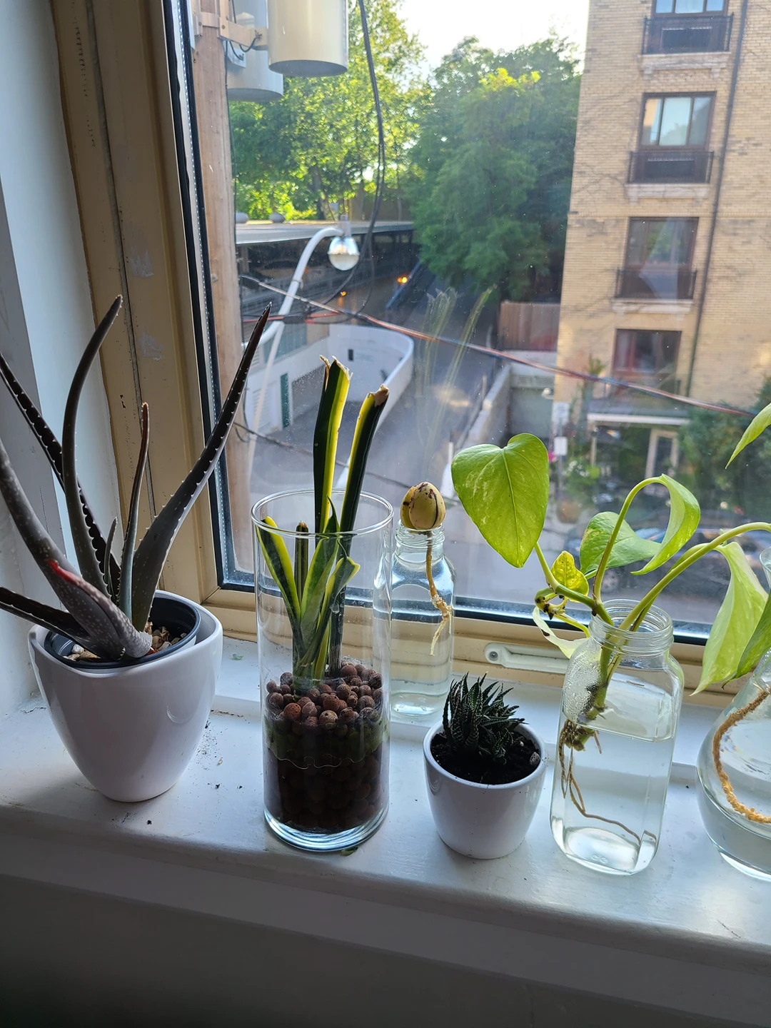 plants moving sale - photo 5