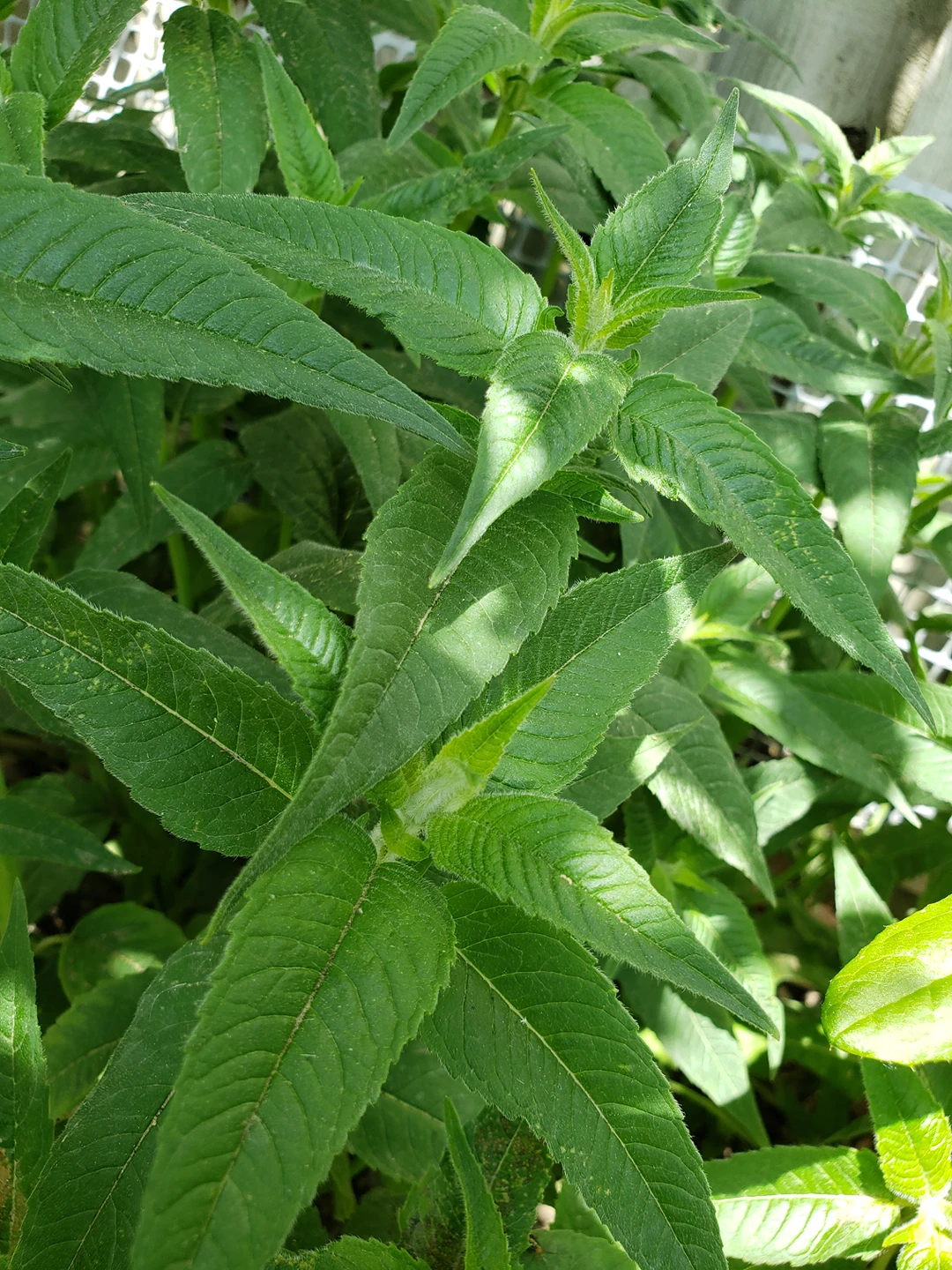 scarlet beebalms plant