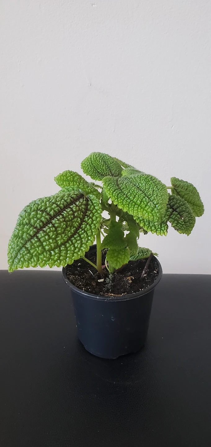 Pilea Moon Valley thumbnail