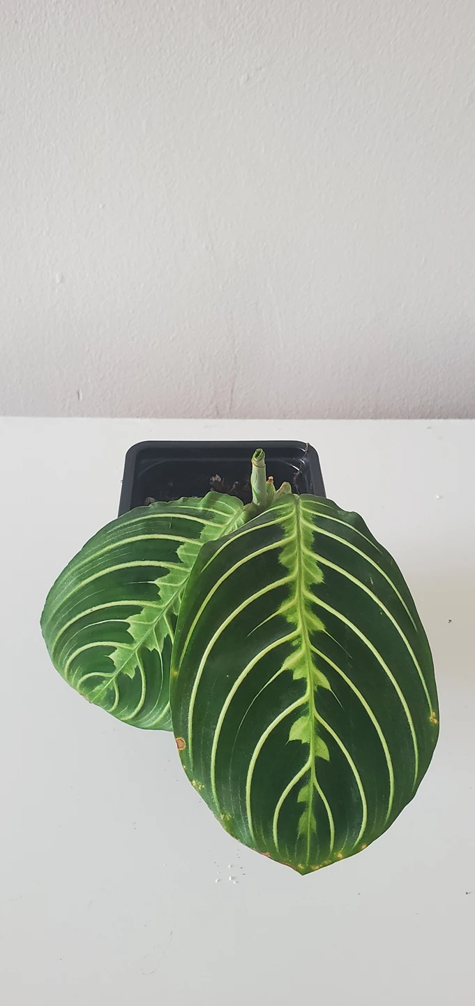 Prayer plant - Lemon Lime thumbnail