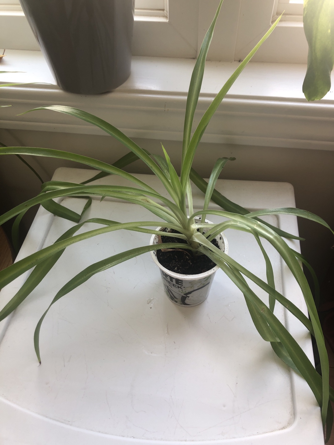 Spider Plant - photo 3