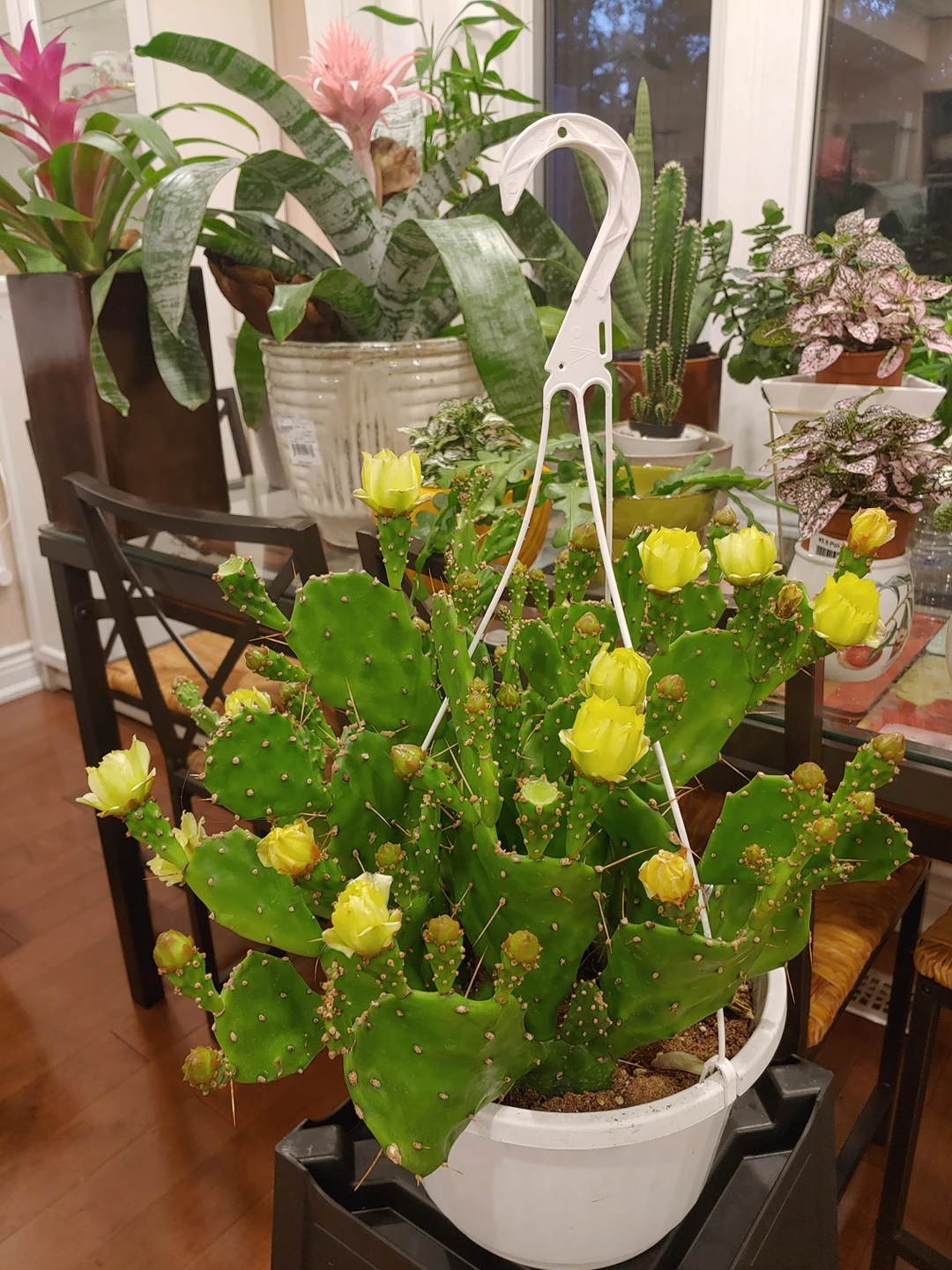 Prickly Pear Cactus (plant)